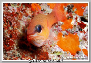 Cardinal fish (Apogon imberbis) of Mediterranean sea? In ... by Ferdinando Meli 